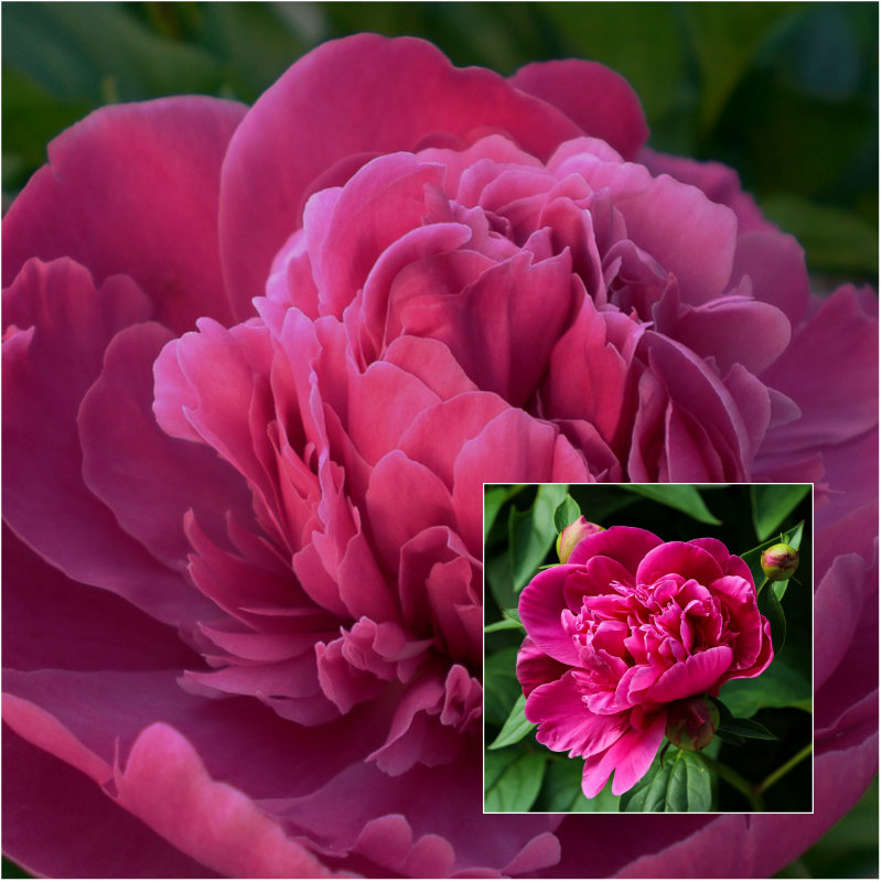 peony 